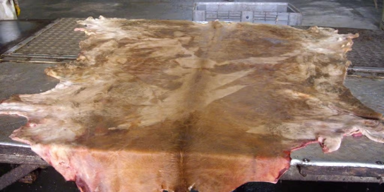 Benda Najis yang Bisa Kembali Suci