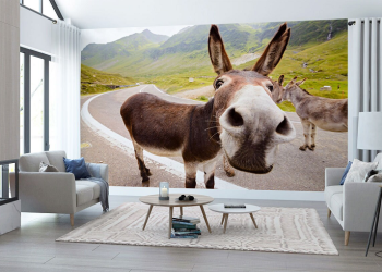 Kisah Gara-gara Mengolok-olok Shalat Wajahnya Jadi Seperti Keledai