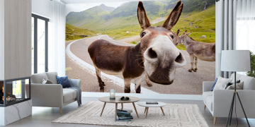 Kisah Gara-gara Mengolok-olok Shalat Wajahnya Jadi Seperti Keledai